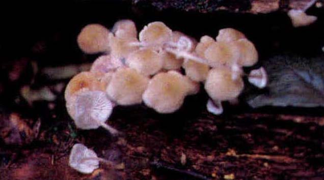 Mycena rosea (Bull.) Gramb.